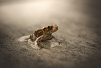 common toad
