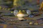 Green Frog