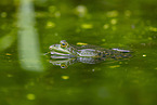 water frog in the lake