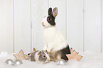 Netherland Dwarf and Smooth-haired Guinea Pig