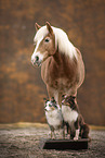 animal friends