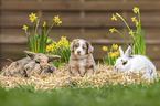 animal friends
