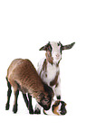 goat, lamb, guinea pig