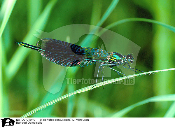 Banded Demoiselle / DV-01049