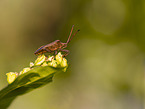 black-shouldered shieldbug