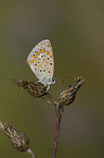 common blue
