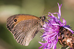 great heath butterfly