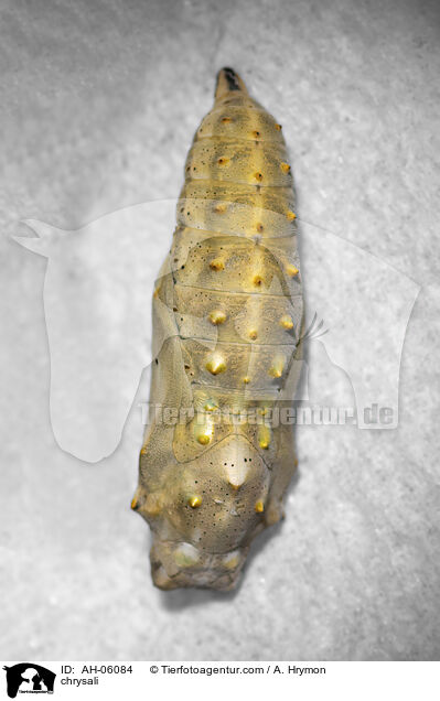 Puppe / chrysali / AH-06084