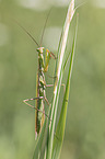 European mantis