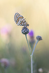 heath fritillary