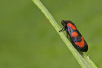 froghopper