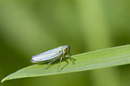 leafhopper