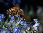 honey bee