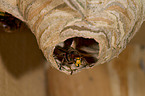 hornet