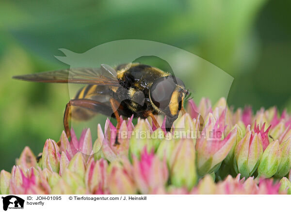 Schwebfliege auf Blume / hoverfly / JOH-01095