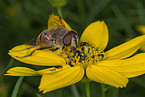 hoverfly