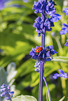 ladybird