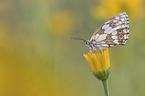 Marbled White