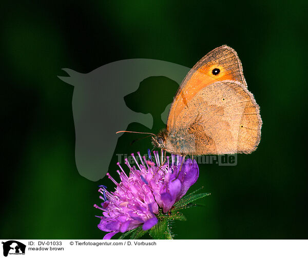 Groes Ochsenauge / meadow brown / DV-01033