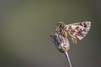 red-underwing Skipper