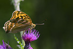 Silver-washed Fritillary