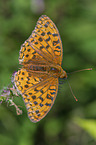 silver-washed fritillar