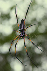 spider