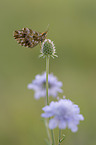 violet Fritillary