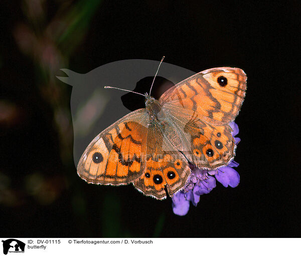 Mauerfuchs / butterfly / DV-01115