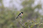 Amur stonechat