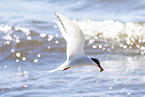 Arctic tern