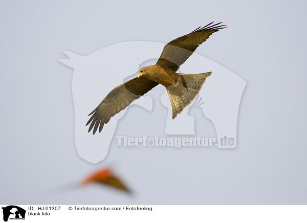 Schwarzmilan / black kite / HJ-01307