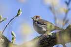 blackcap