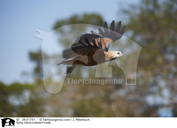 fliegender Schwarzhalsbussard / flying black-collared hawk / JR-01791