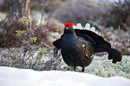 standing Blackgame