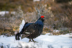 standing Blackgame