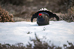 Blackgame