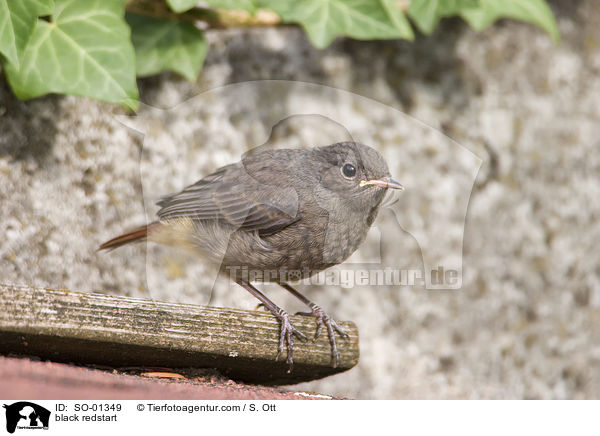 Hausrotschwanz / black redstart / SO-01349