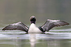 Arctic loon