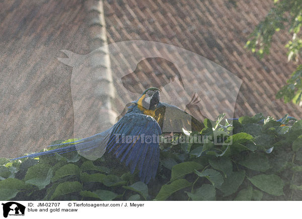 Gelbbrustara / blue and gold macaw / JM-02707