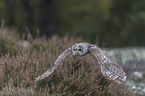 flying Brown Owl
