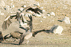 fighting Cape Griffons