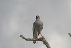 chanting goshawk