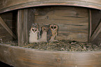 barn owls