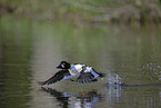 common goldeneye duck