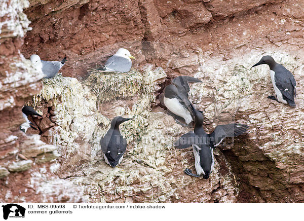 Trottellummen / common guillemots / MBS-09598