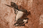 common guillemot