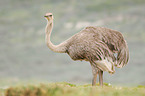 ostrich