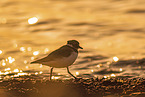 common ringed plover
