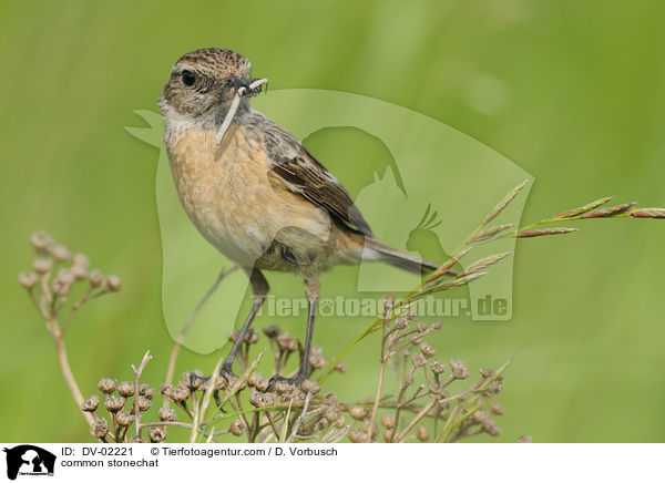 Schwarzkehlchen / common stonechat / DV-02221